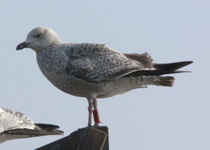 Herring Gull / 3 / Wandsworth Bridge, Greater London / 02 Mar 2011 © N Mahieu